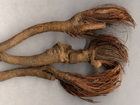 地苦胆种植技术