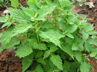 地苦胆种植技术