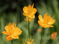 地苦胆种植技术