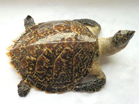 地苦胆种植技术