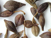 地苦胆种植技术