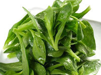 地苦胆种植技术