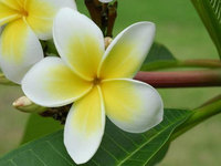 地苦胆种植技术