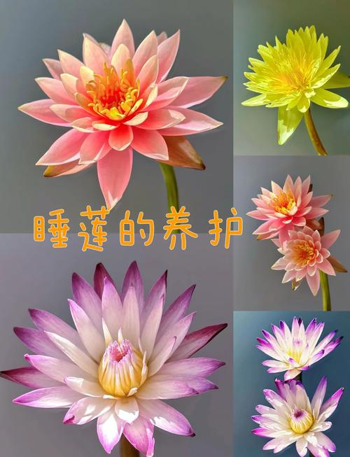 睡莲怎么种植方法图解