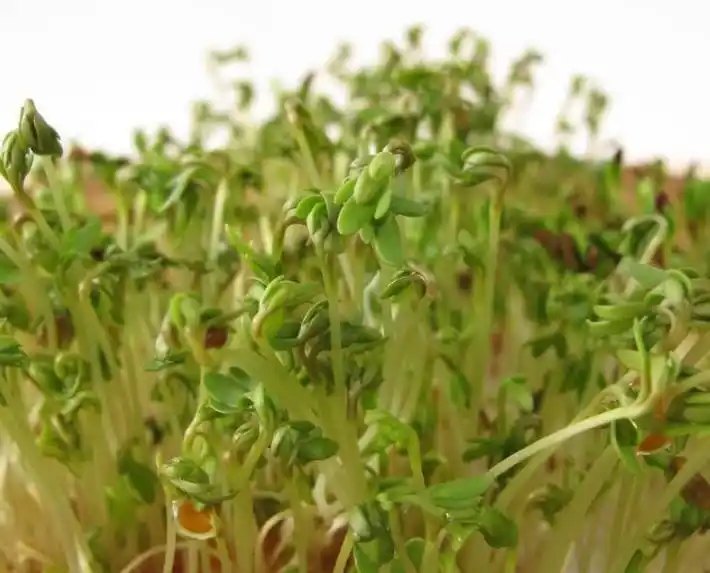 芽苗菜种植方法 技巧