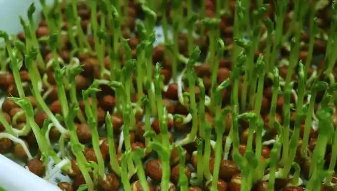 芽苗菜种植方法 技巧