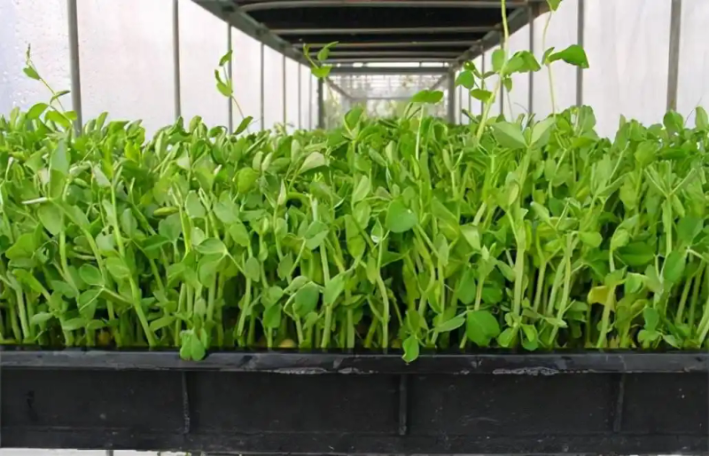 芽苗菜种植方法 技巧