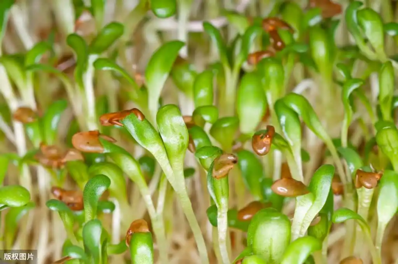 芽苗菜种植方法 技巧