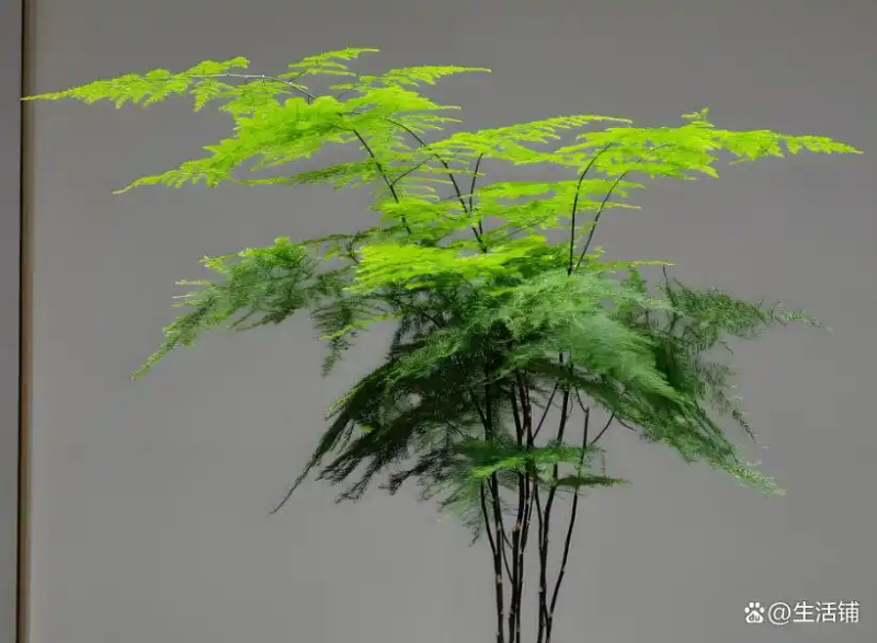 文竹的修剪方法图解视频