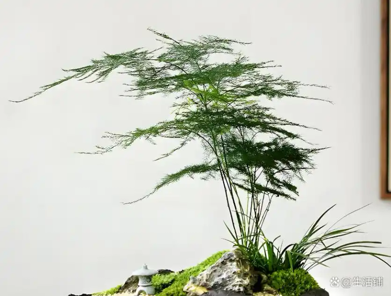 文竹的修剪方法图解视频