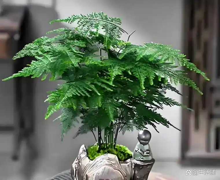 文竹的修剪方法图解视频