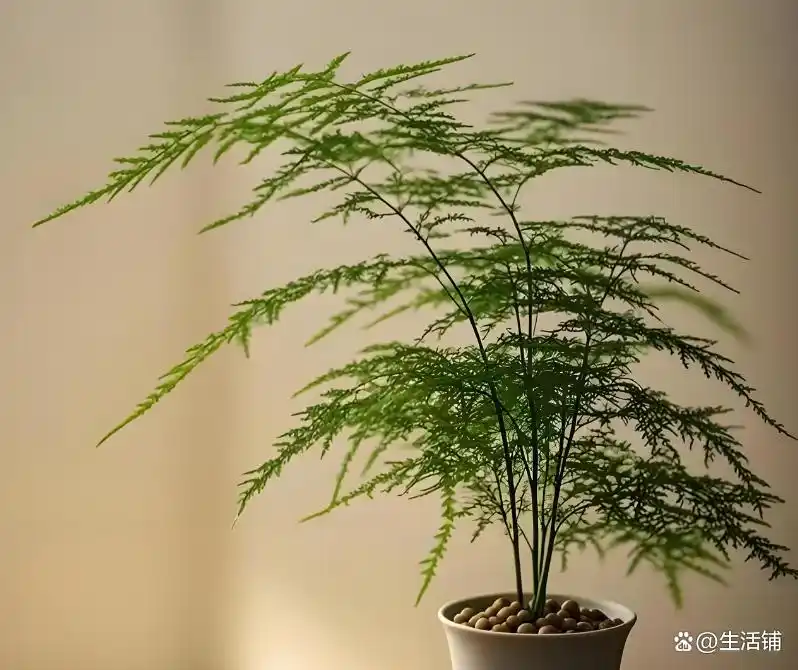 文竹的修剪方法图解视频