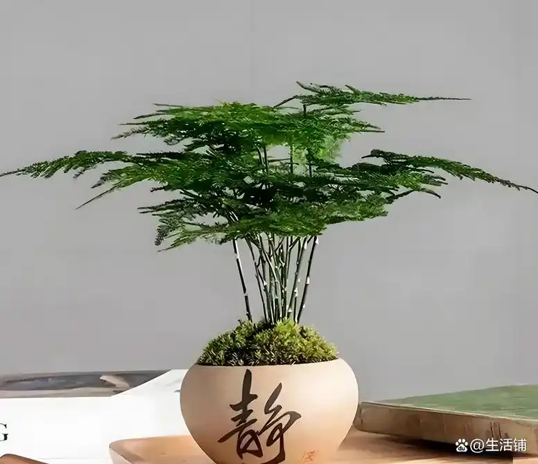 文竹的修剪方法图解视频