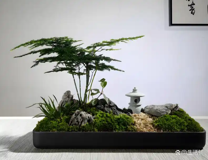 文竹的修剪方法图解视频