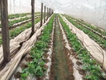 地黄瓜种植技术