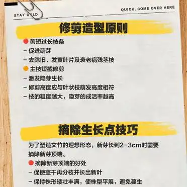 文竹的修剪方法图解视频