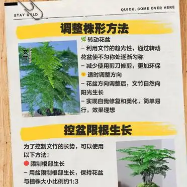 文竹的修剪方法图解视频