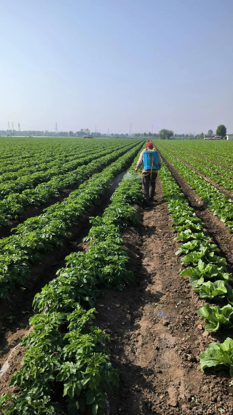 大棚长豆角种植技术