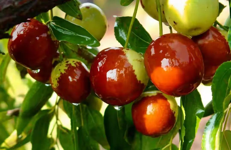 适合北京种植的果树