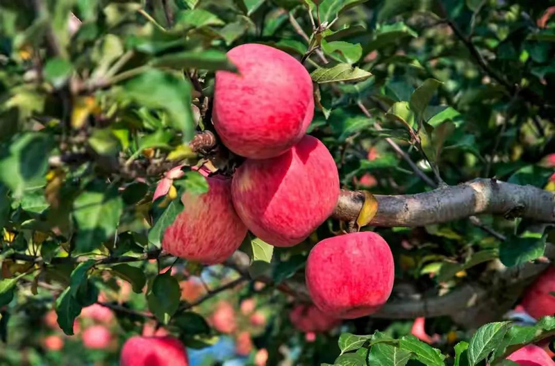 适合北京种植的果树