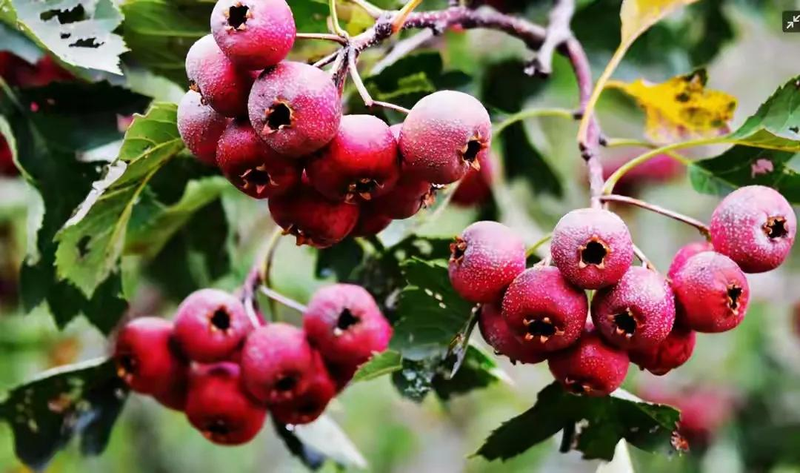 适合北京种植的果树