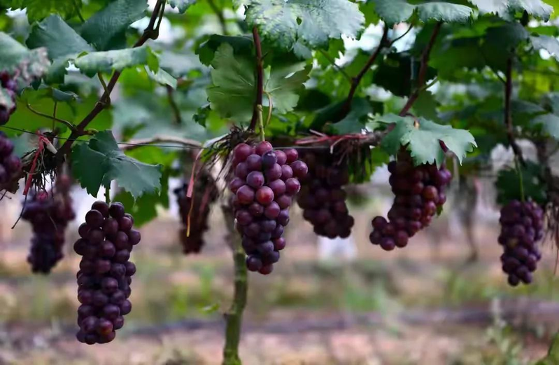 适合北京种植的果树