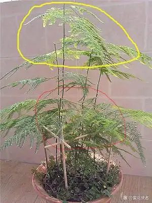 文竹的修剪方法图解视频