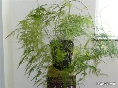 文竹的修剪方法图解视频