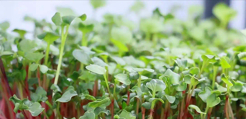 芽苗菜种植方法 技巧