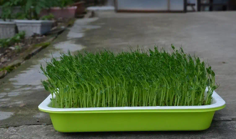 芽苗菜种植方法 技巧