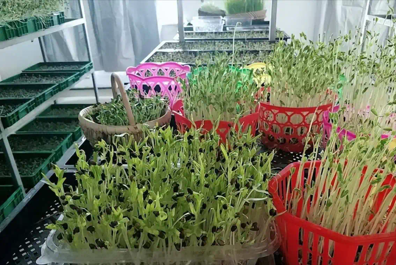 芽苗菜种植方法 技巧