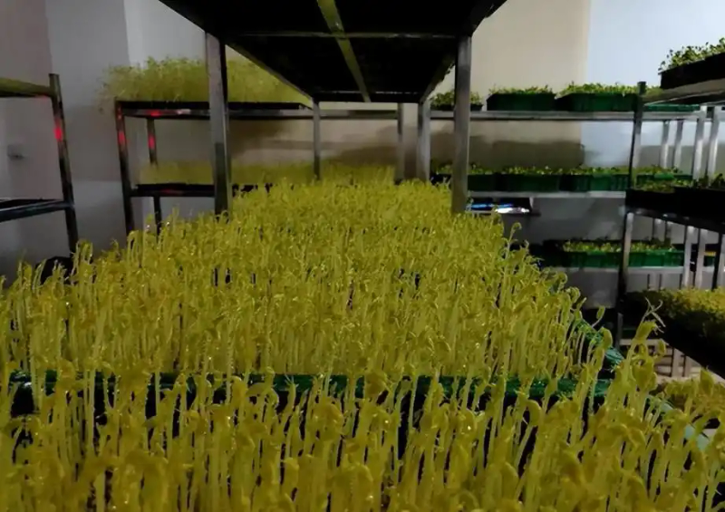 芽苗菜种植方法 技巧