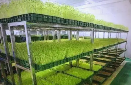 芽苗菜种植方法 技巧