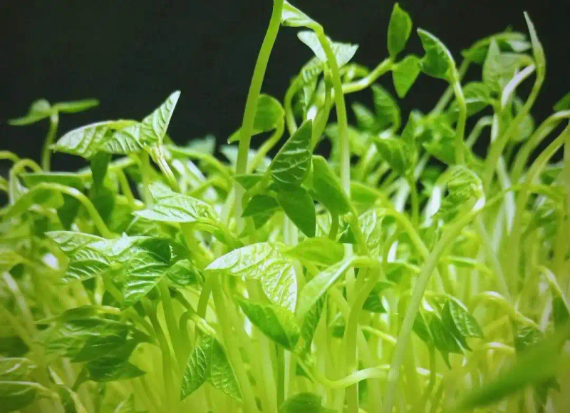 芽苗菜种植方法 技巧