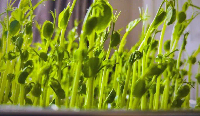 芽苗菜种植方法 技巧