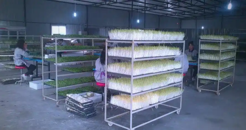 芽苗菜种植方法 技巧