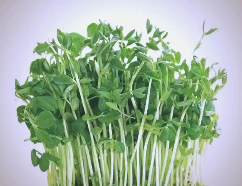 芽苗菜种植方法 技巧