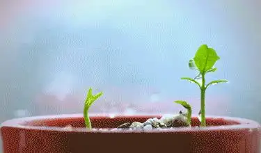 芽苗菜种植方法 技巧