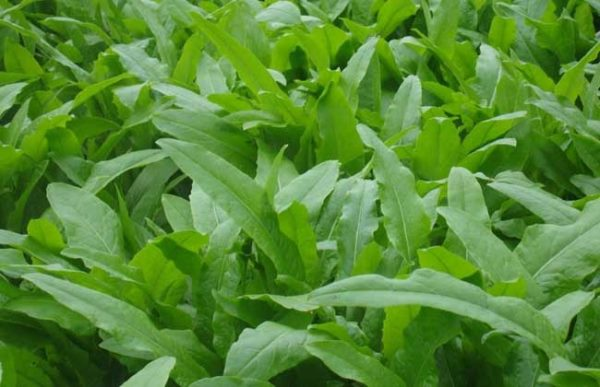 油麦菜种植技术