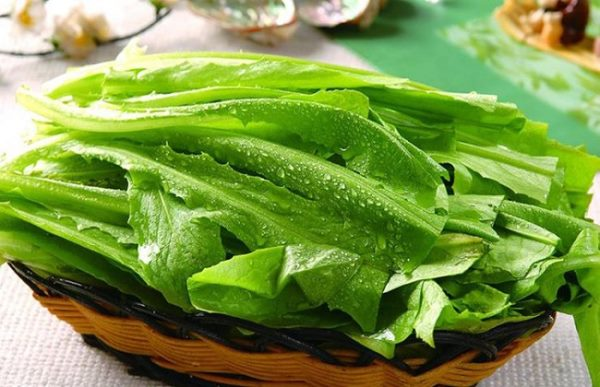 油麦菜种植技术