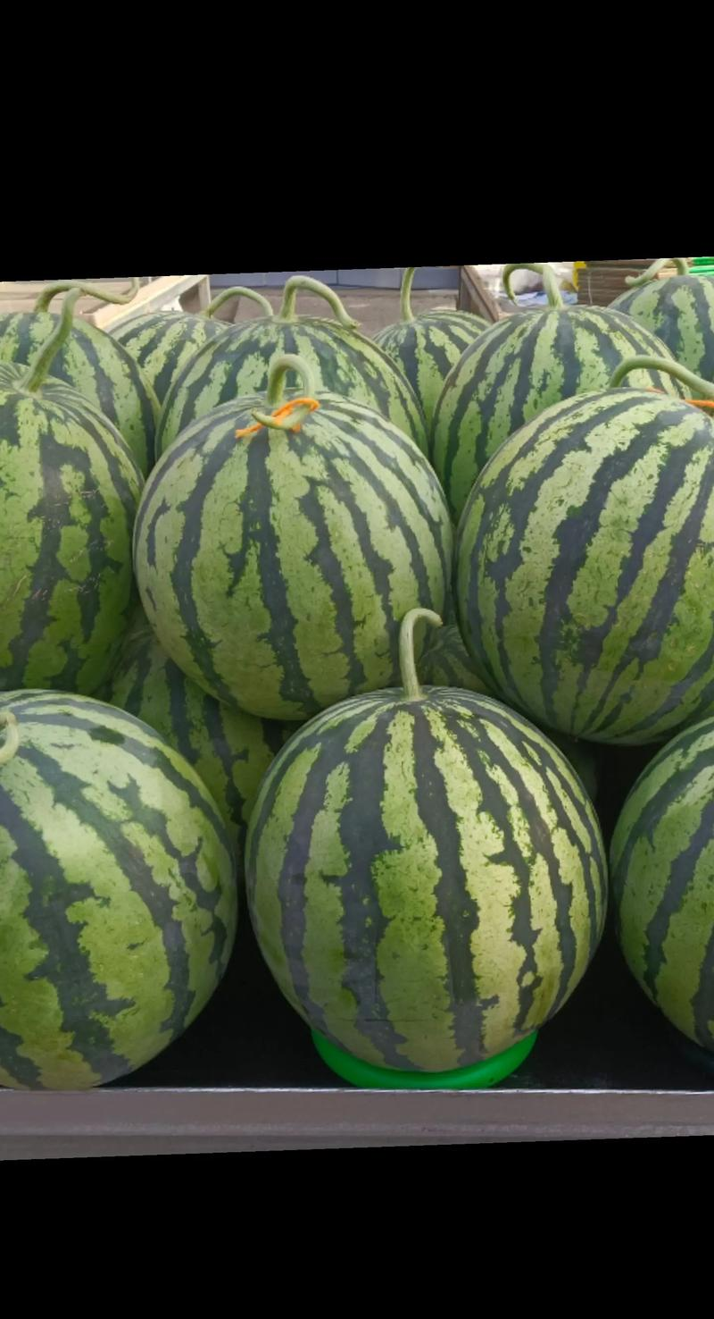 西瓜种植技术露天