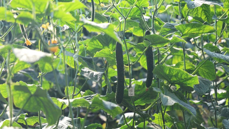 地黄瓜种植技术