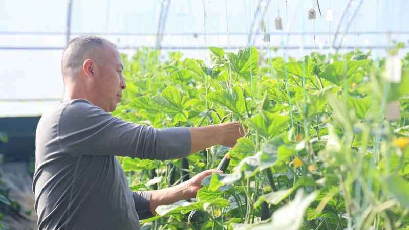 地黄瓜种植技术