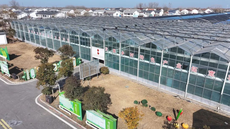 地黄瓜种植技术