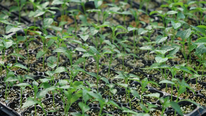 地黄瓜种植技术