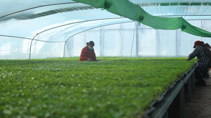 地黄瓜种植技术