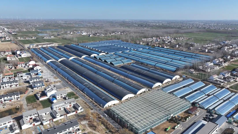 地黄瓜种植技术