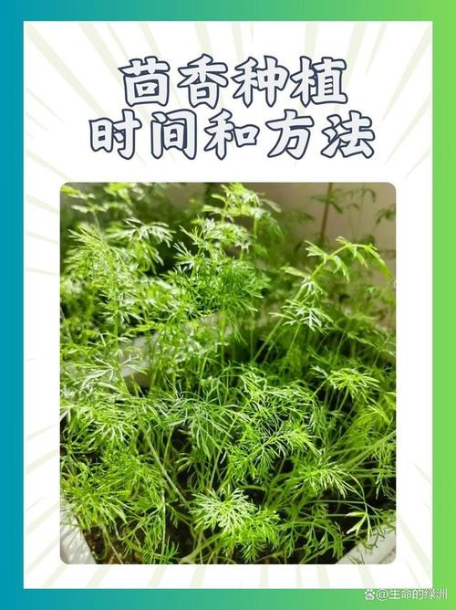 大棚长豆角种植技术