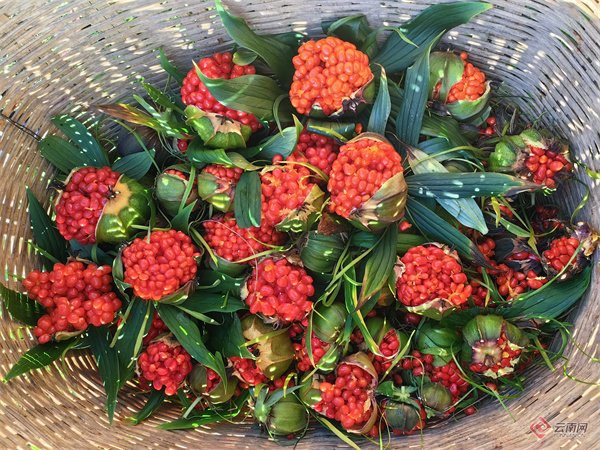 Technology for the cultivation of heavy buildings in high altitudes