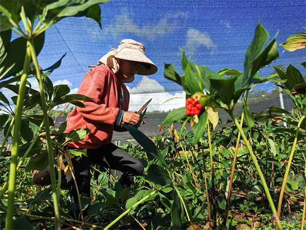 Technology for the cultivation of heavy buildings in high altitudes